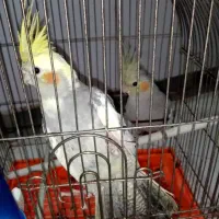 عروس هلندی