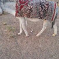 خر گله ای