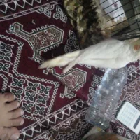 عروس هلندی نر