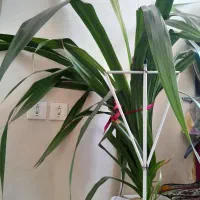 گل، گیاه آپارتمانی