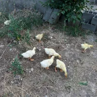 قو غاز