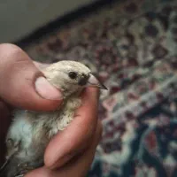 جوجه سره نر