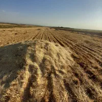 کاه گندم آبی