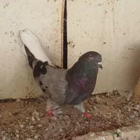 نر تخت دم سفید اصفهانی