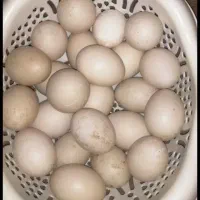 تخم نطفه دار اردک روسی