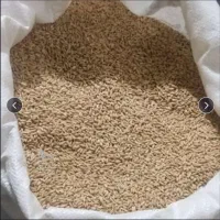 گندم دیمی برج۳