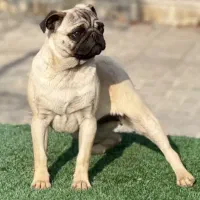 پاگ اصل اصل ریز ماده هست خیلی خوشگل اصل