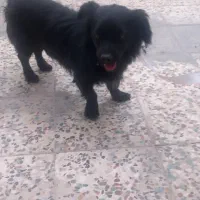 سگ شیتزو|سگ|گلستان (تهران), |دیوار