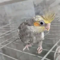 عروس هلندی جوجه
