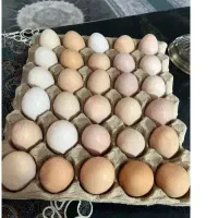 تخم مرغ محلی