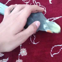 یک جفت عروس هلندی