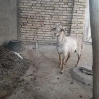بره همو نر و هترو ماده فروشی