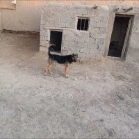 سگ نگهبان|سگ|قوچان, |دیوار