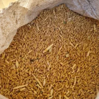 فروش گندم
