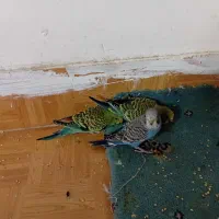 مرغ عشق