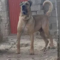 واگذاری توله سرابی اصیل