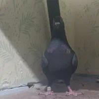 زاغ پلاکی