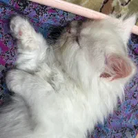 گربه پرشین اصیل