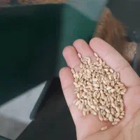 بوجاری و سورت و خشک کن محصولات کشاورزی