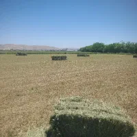 یونجه