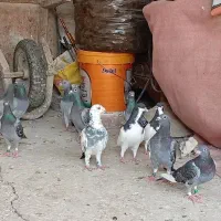 کبوتر مسافتی