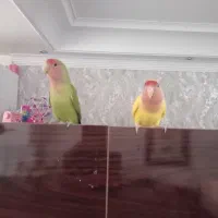 یک جفت طوطی برزیلی نر و ماده