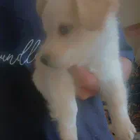 واگذاری سگ پامر