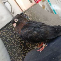 کفتر