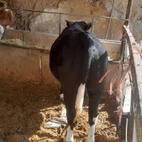 گوساله نر چاق
