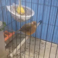 قناری نرو ماده