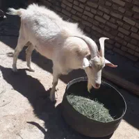 تکه سانن