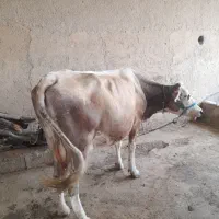 گاوشیری