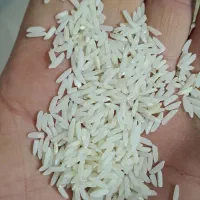 برنج طارم هاشمی
