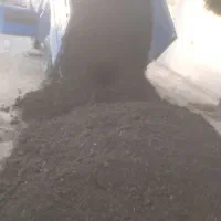 کودگاوی کوسفندی