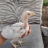 جوجه لاری یک مرغ یک خروس خالص