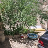 ویلایی 175 متری