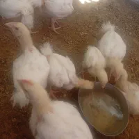 جوجه مرغ گوشتی