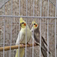 فروش عروس هلندی و جوجه کوتوله