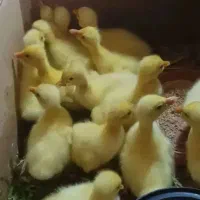 جوجه قو قاز اکراینی و جوجه اردک و جوجه بوقلمون