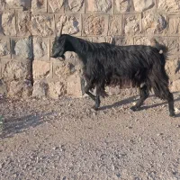 بلک سیاه