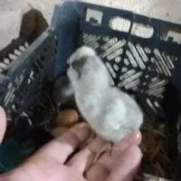 جوجه اردک فروشی