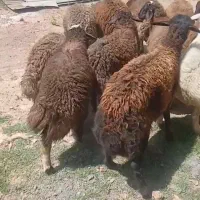 بره نر