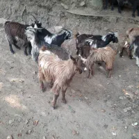 بز نر|حیوانات مزرعه|رانکوه, |دیوار