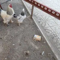 خروس لایت برهما غول پیکر