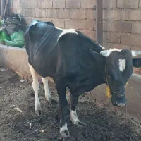 فروش گوساله نر