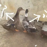 اردک نر و ماده بزرگ دونه ۱۱۰۰تومان