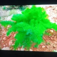 کاه و علوفه