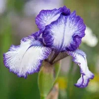 محبوبه شب بو گل زنبق گیاه رونده ساناز محمدی داودی