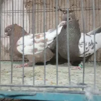 سینه ای|پرنده|نجفآباد, امیرآباد|دیوار