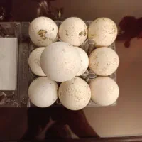 تخم نطفه دار بوقلمون